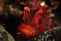   Largescaled Scorpionfish. Scorpionfish  